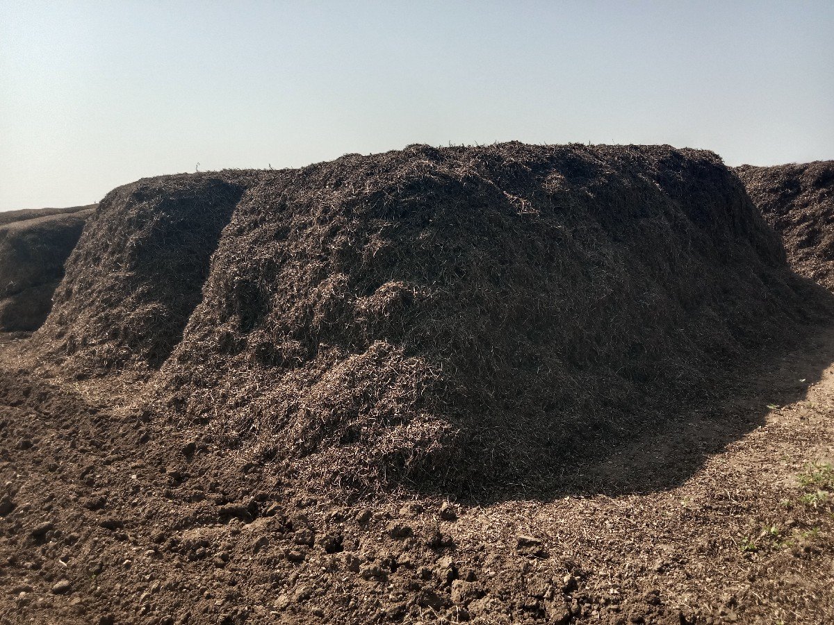 mogotu