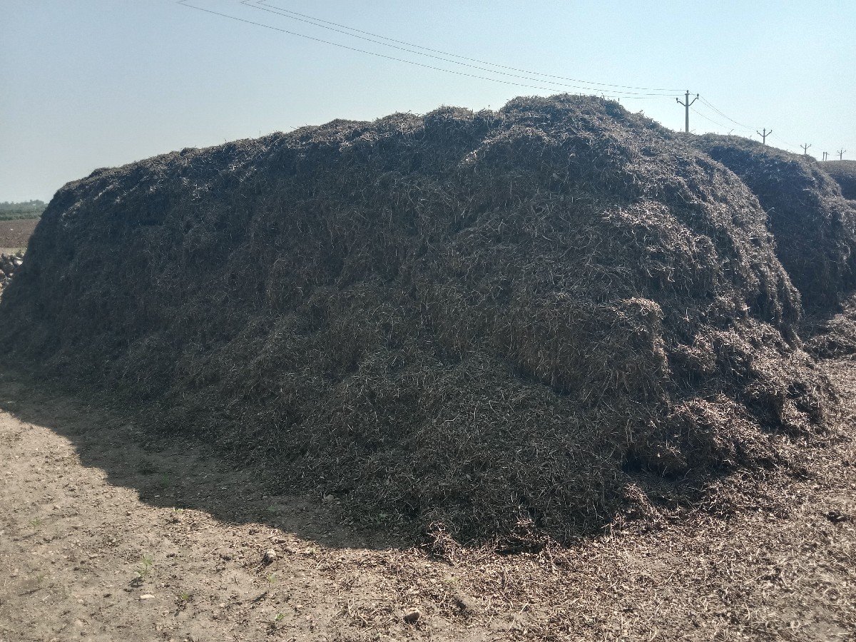 mogotu