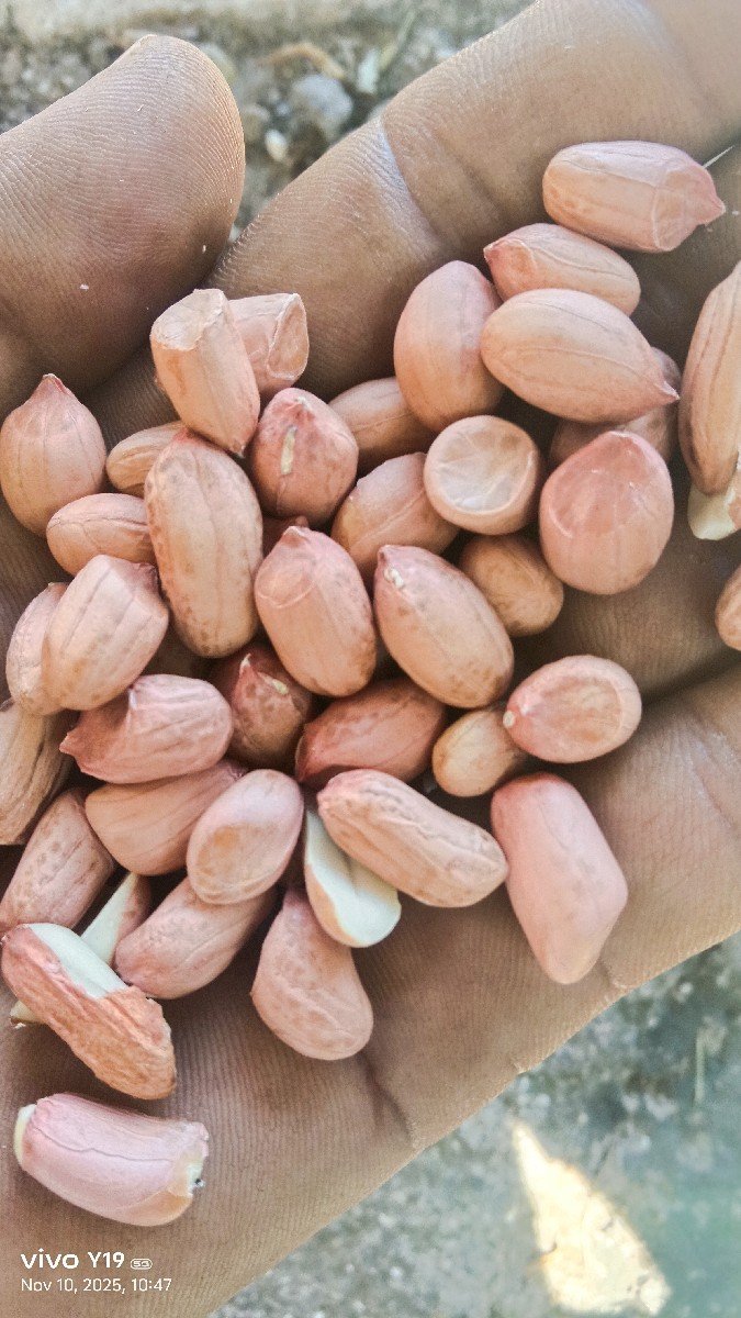 tj ૪૧ માંડવી નુ બિયારણ
