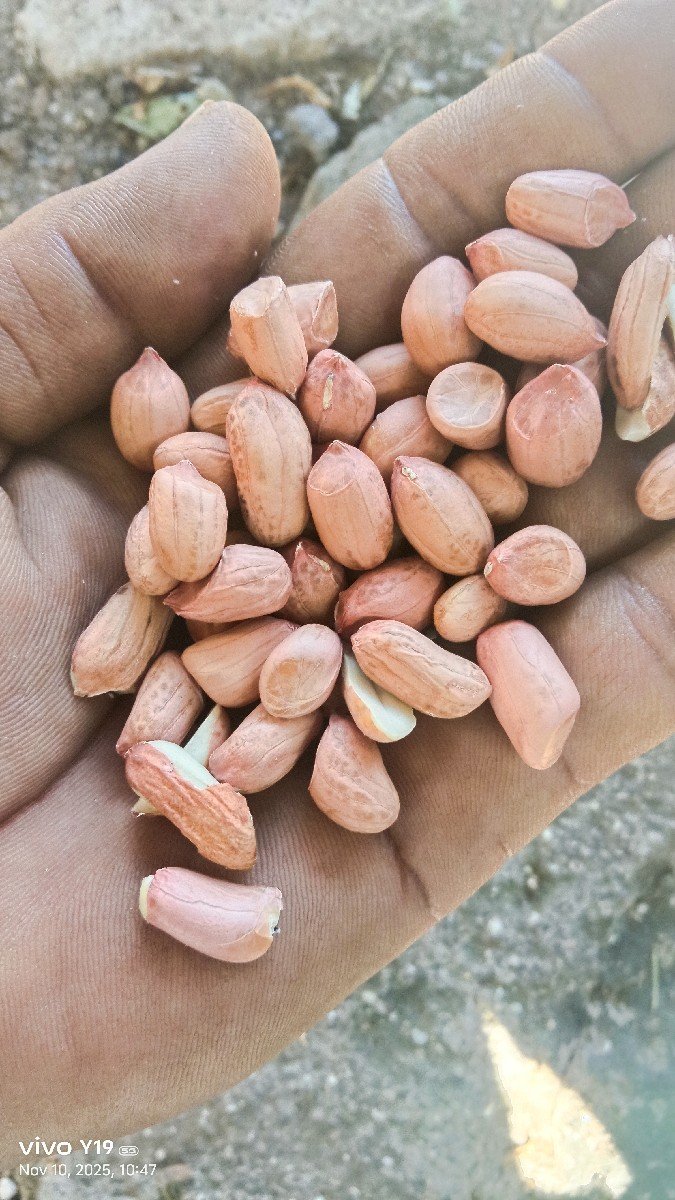 tj ૪૧ માંડવી નુ બિયારણ