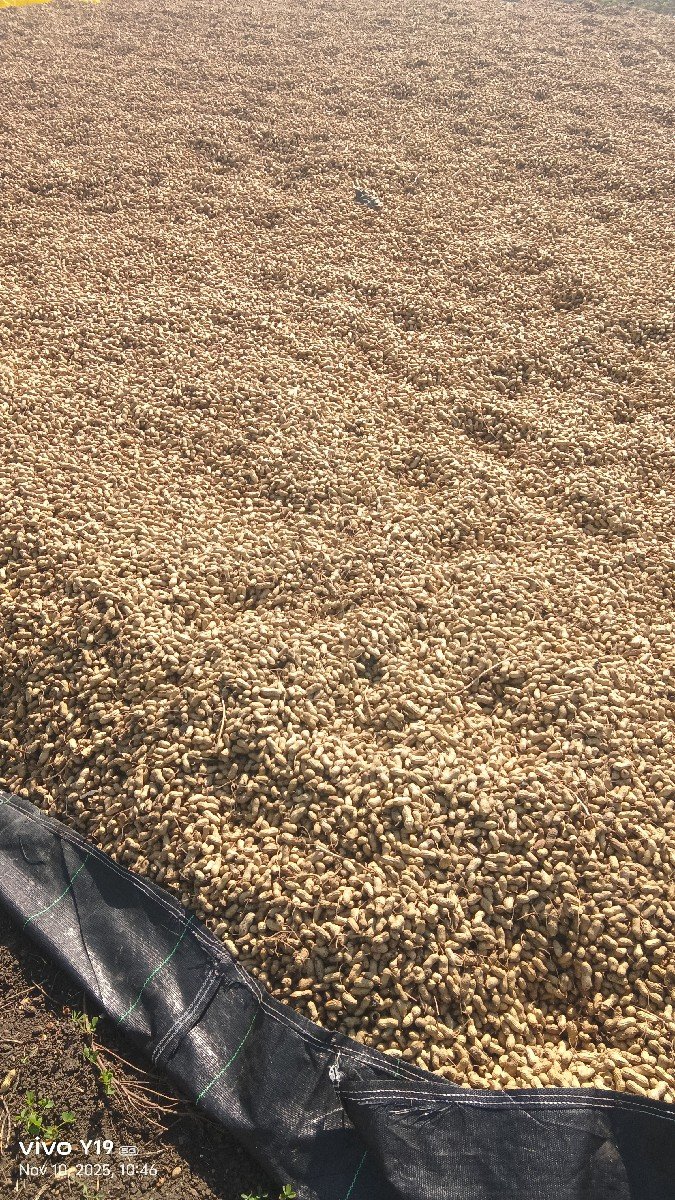 tj ૪૧ માંડવી નુ બિયારણ