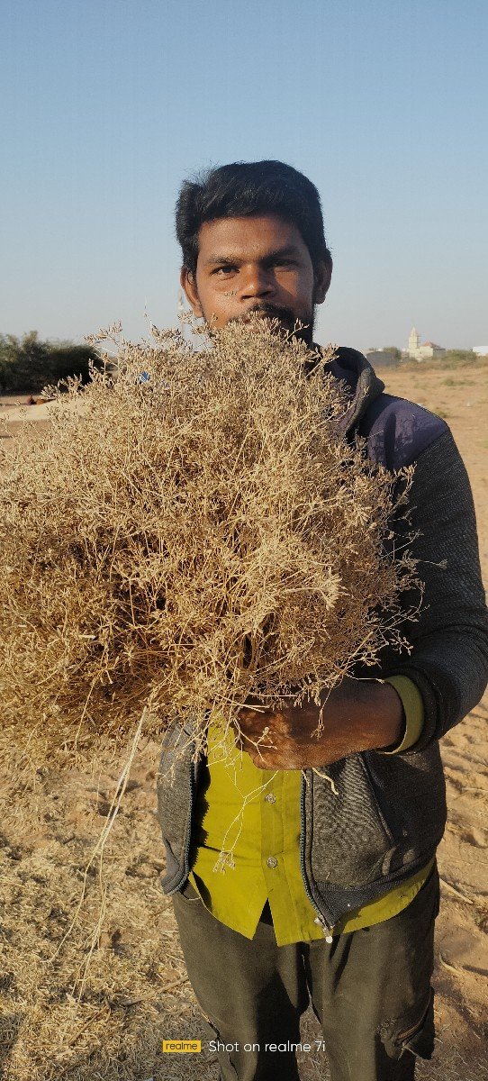 જીરું વેચવાનું છે
