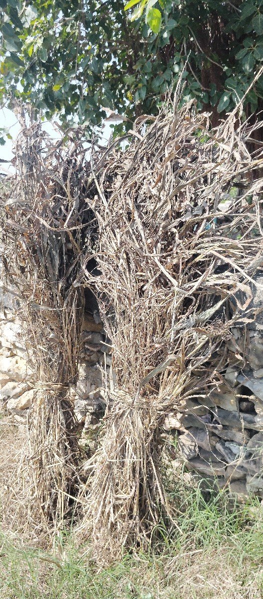 જુવાર ની નિરણ વેસવાની છે