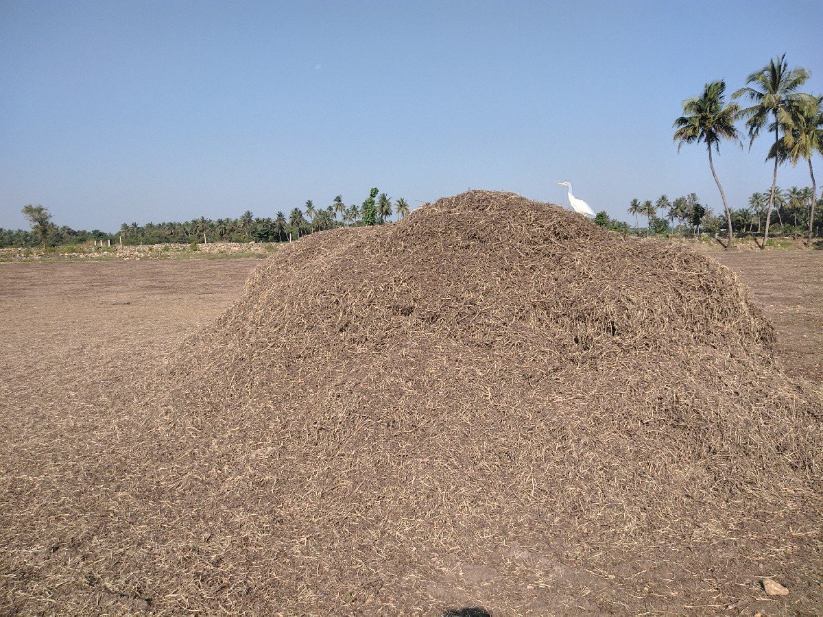 માંડવી ના ભૂકો