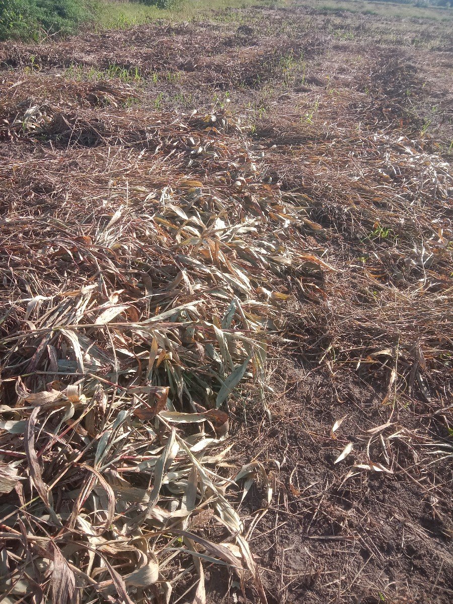 જુવાર ના પુરા વેચવા છે