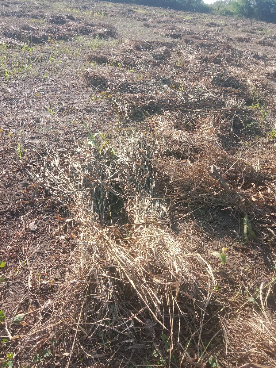 જુવાર ના પુરા વેચવા છે