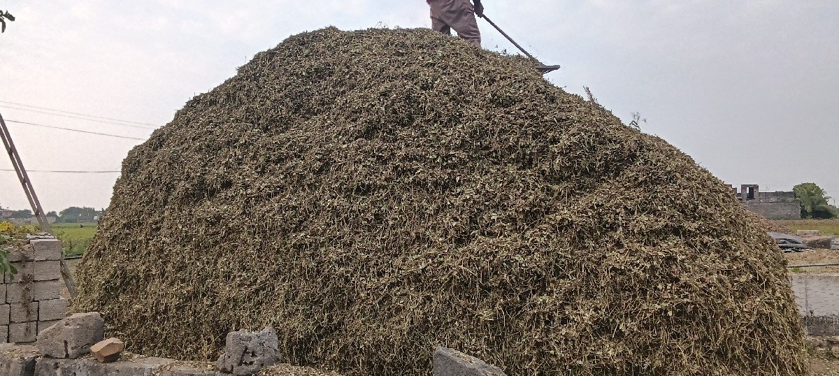 માંડવીયું