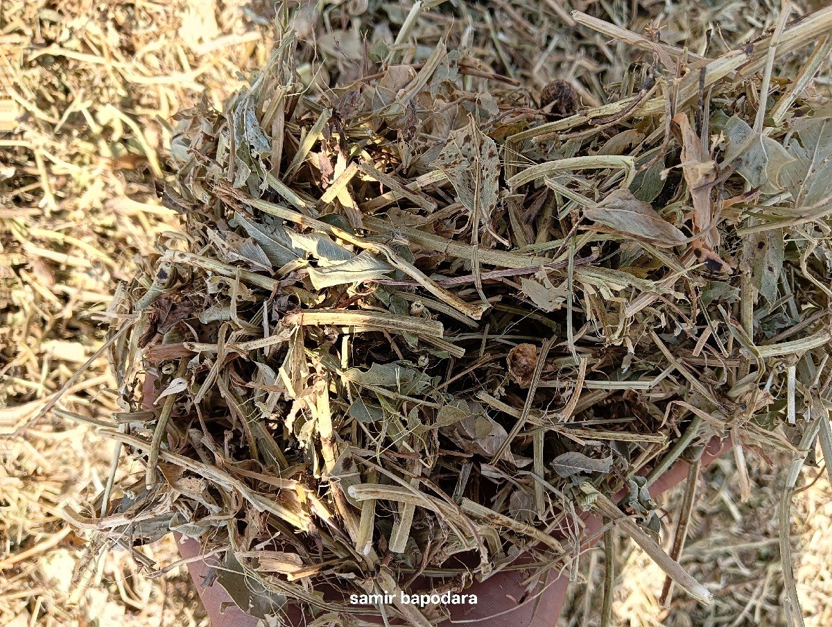 ભુકો વેચવાનો છે