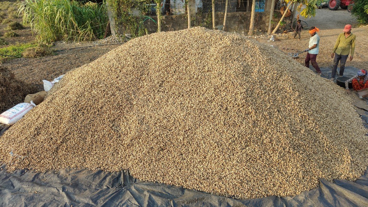 39 નંબર માંડવી નું બી.