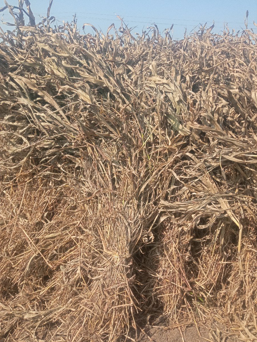 નિણ  
જુવાર ની વેસહવાની સે