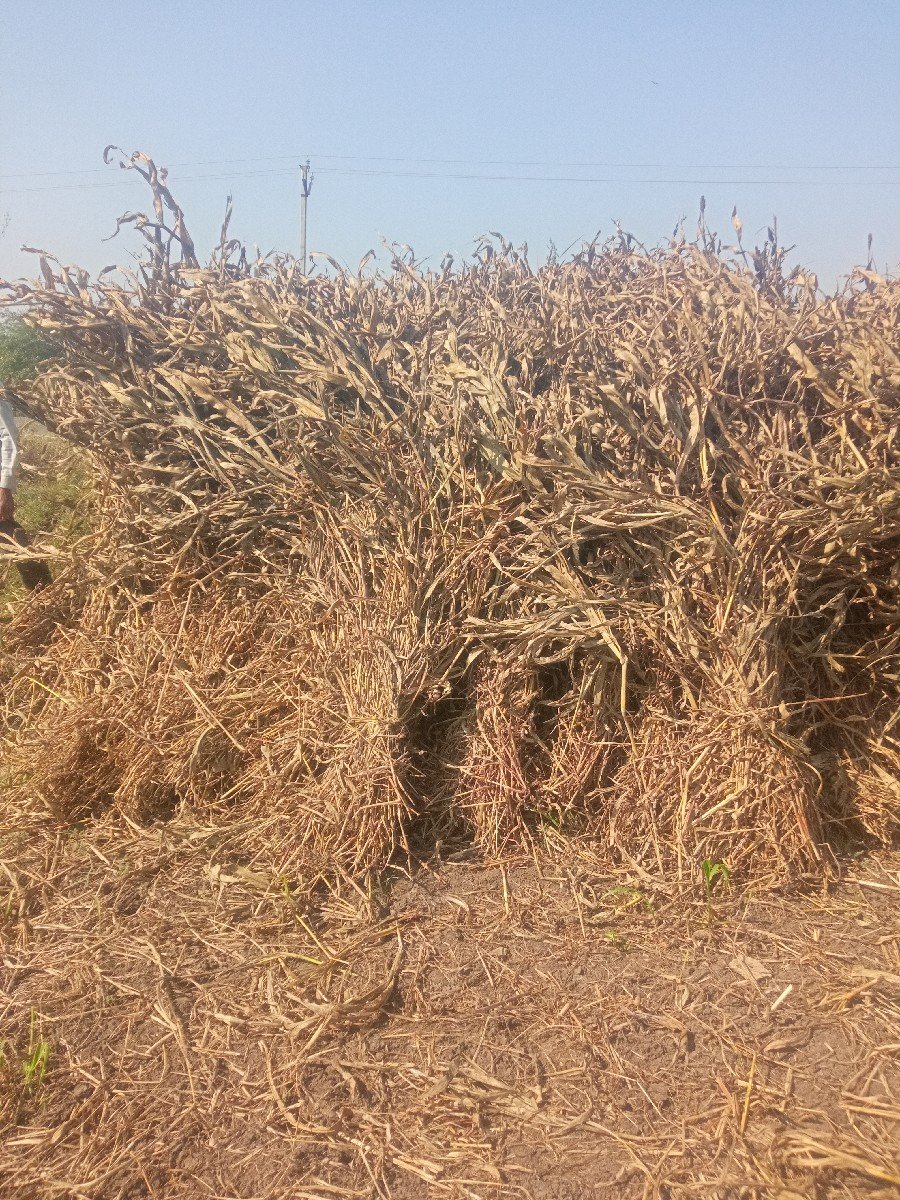 નિણ  
જુવાર ની વેસહવાની સે