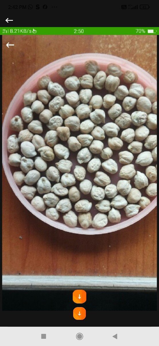 સફેદ ચણા  B.૨