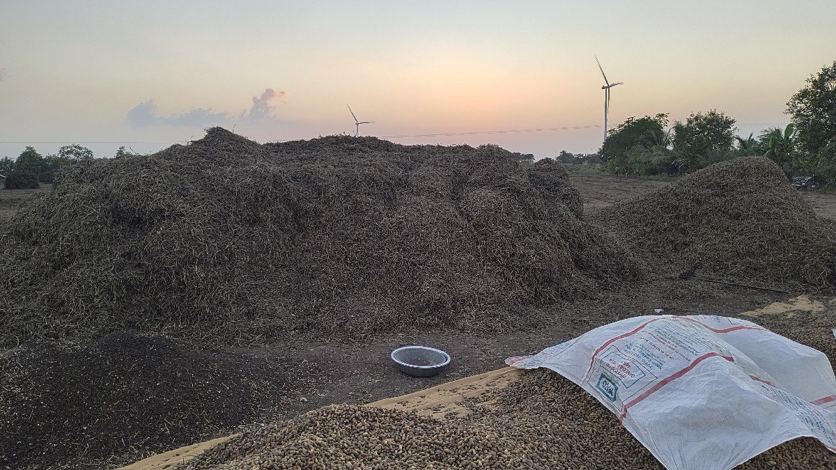 માંડવીનો ભૂકો વેચવાનો છે
