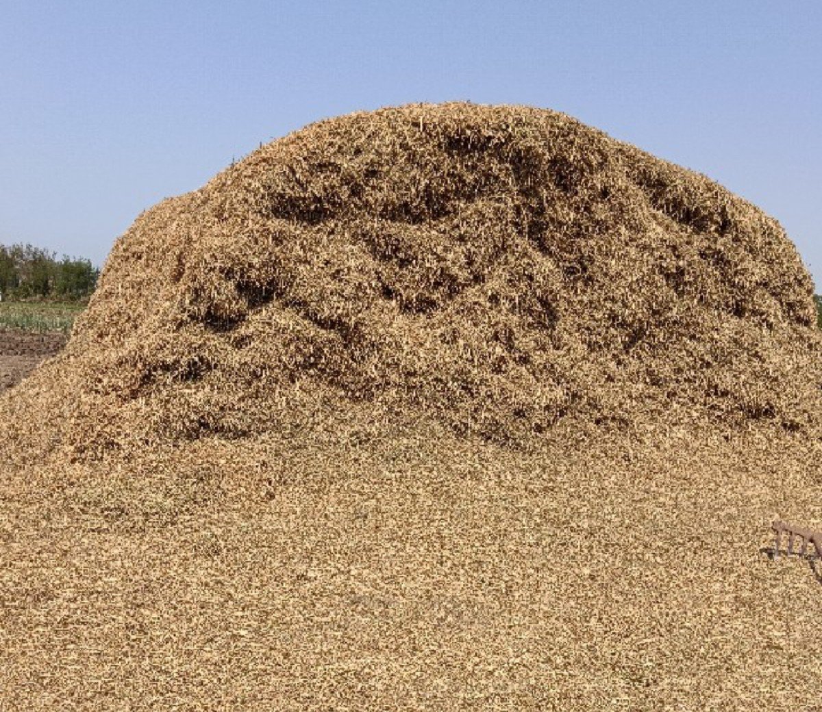 માંડવી નો જૂનો ભુકો