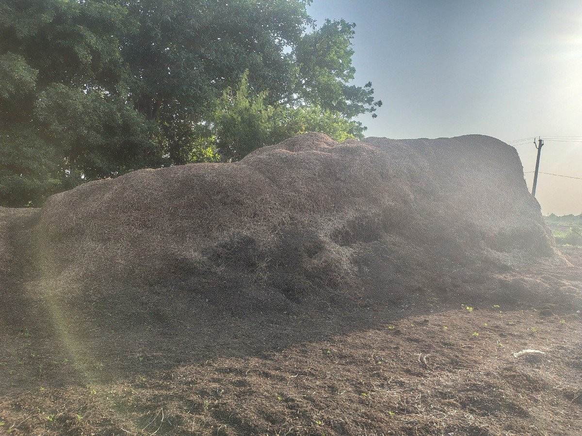 25 વિધા