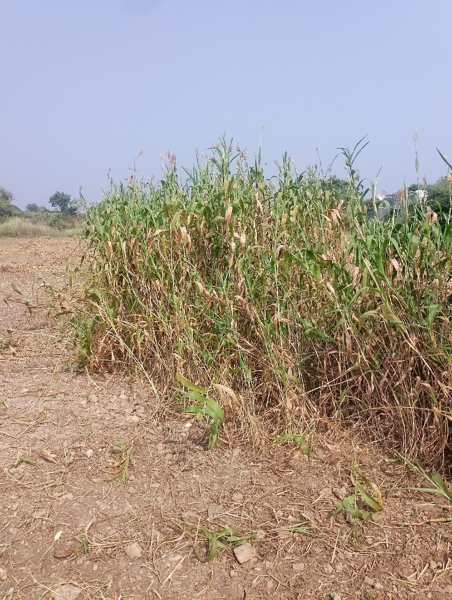 જુવાર ની નિરણ વેચવાની છે