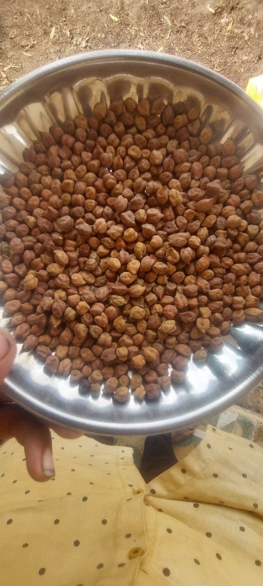 બિયારણ