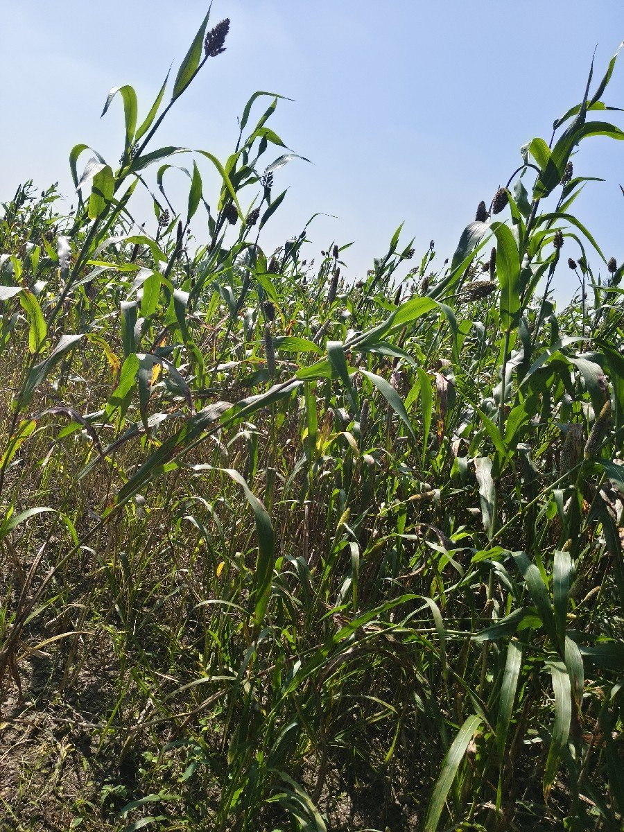 જુવાર ગુંધ્રી બાજરા ની લીલી કડપ