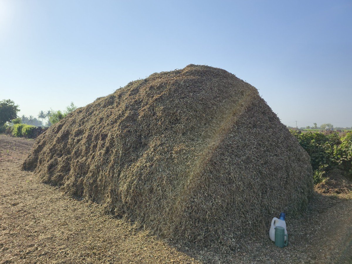 માંડવીયું