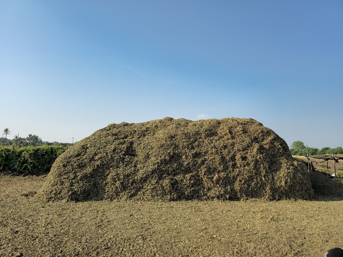 માંડવીયું