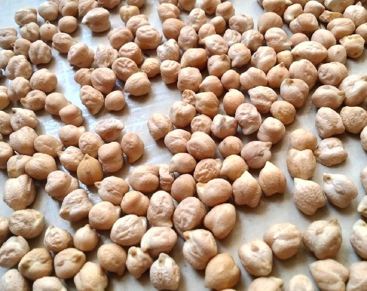 B2 ચણા
