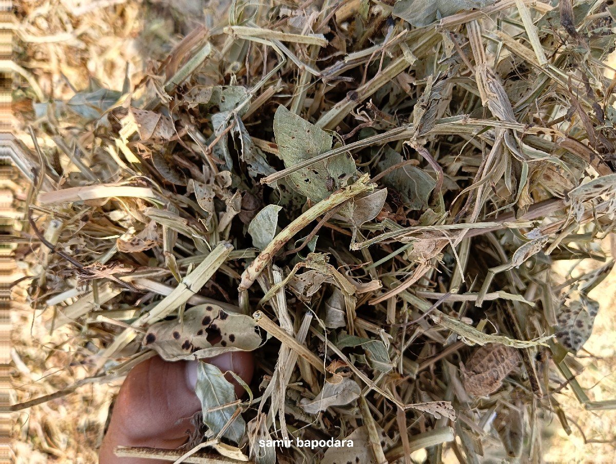 ભુકો વેચવાનો છે