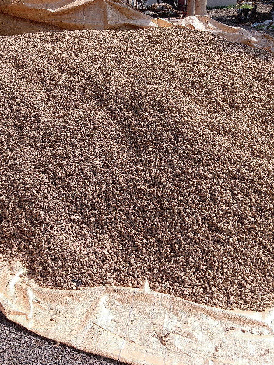 22નબર મગફડી વેશવાનીછે