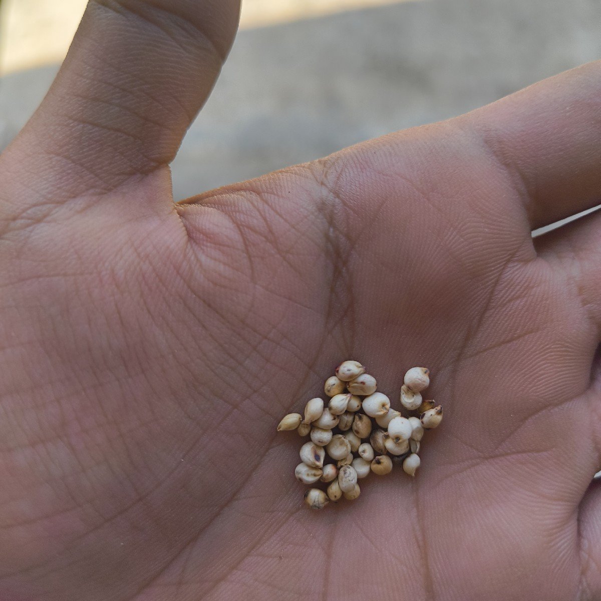 જુવાર વેચવાની છે