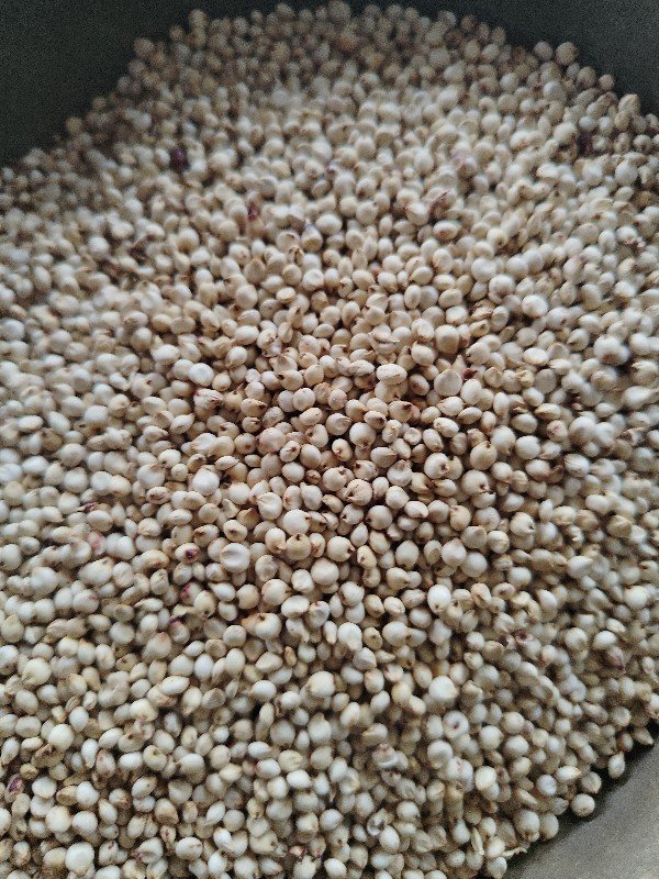 જુવારનું બિયારણ