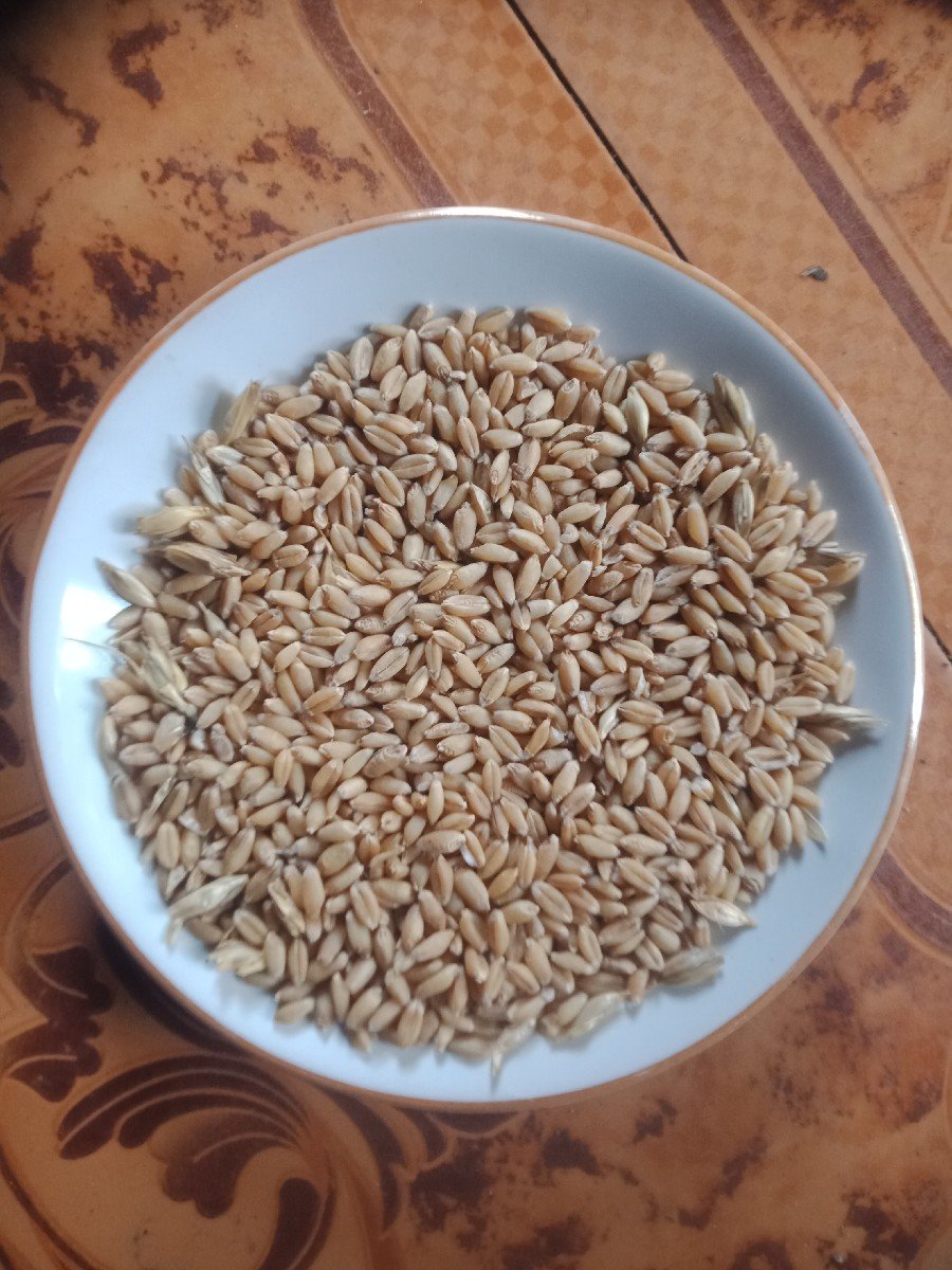 ઘવ લોકવન