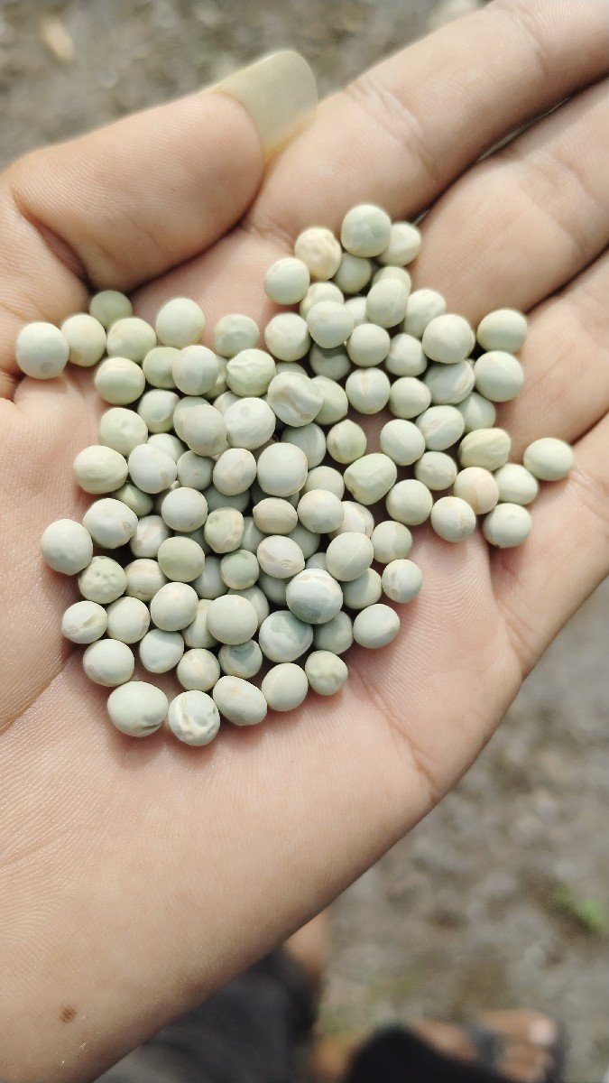 વટાણા બીયારણ માટે વેચવાના છે