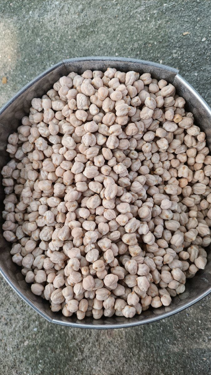 કાબુલી ચણા, ૧ નંબર , બિયારણ