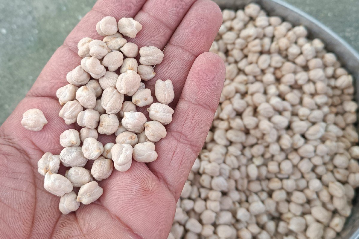 કાબુલી ચણા, ૧ નંબર , બિયારણ