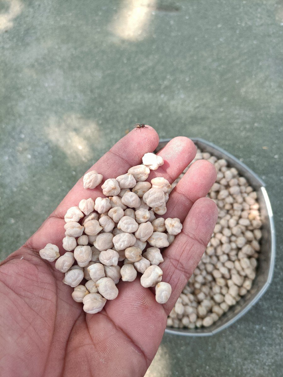 કાબુલી ચણા, ૧ નંબર , બિયારણ