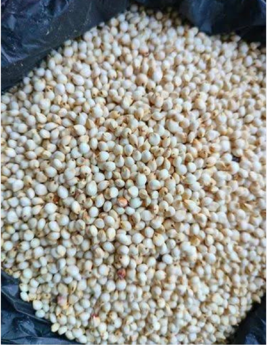 ગોંધરી જુવાર