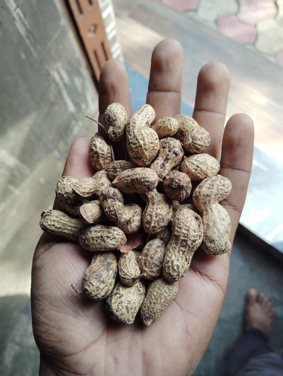 55 નબર માડવી