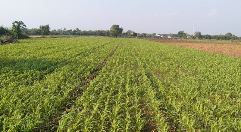 મકાઈ વેચવાની છે