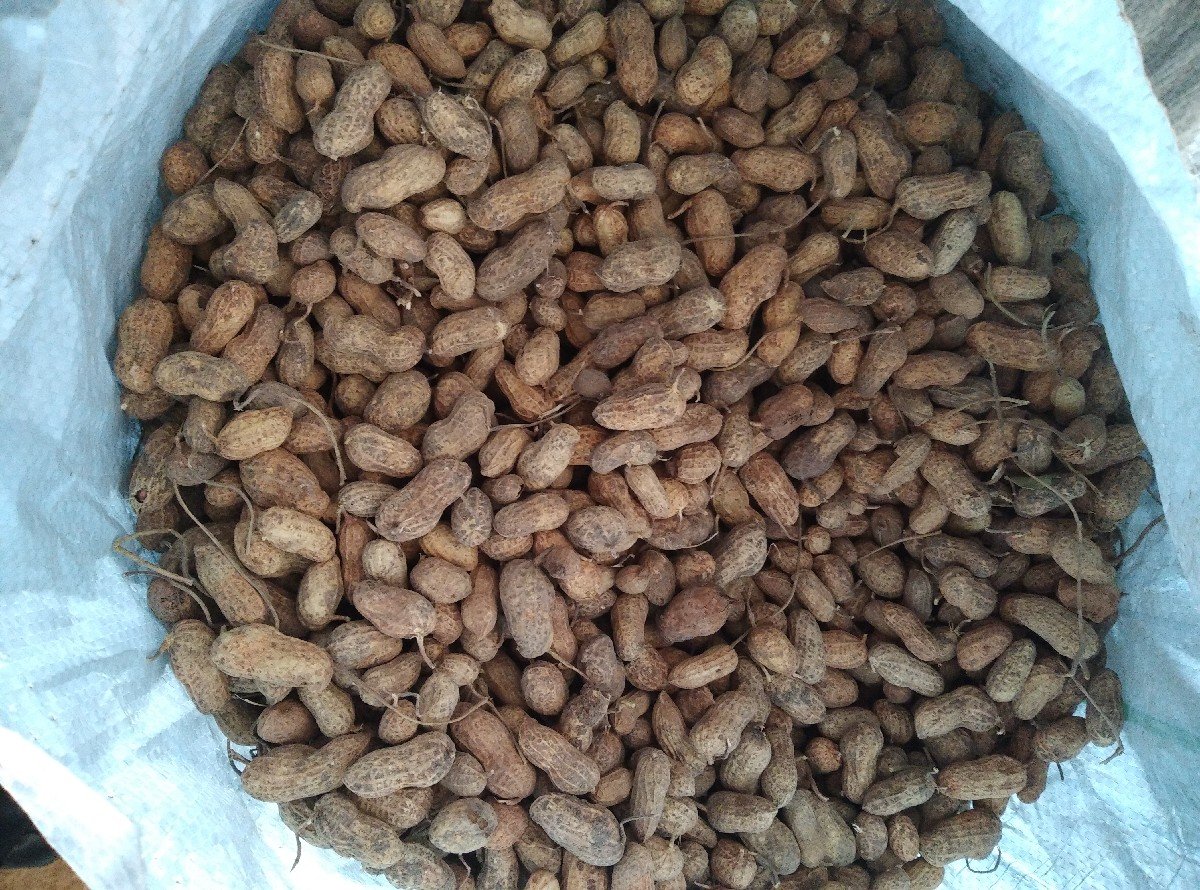 22 નંબર મગફળી સાવ કોરી