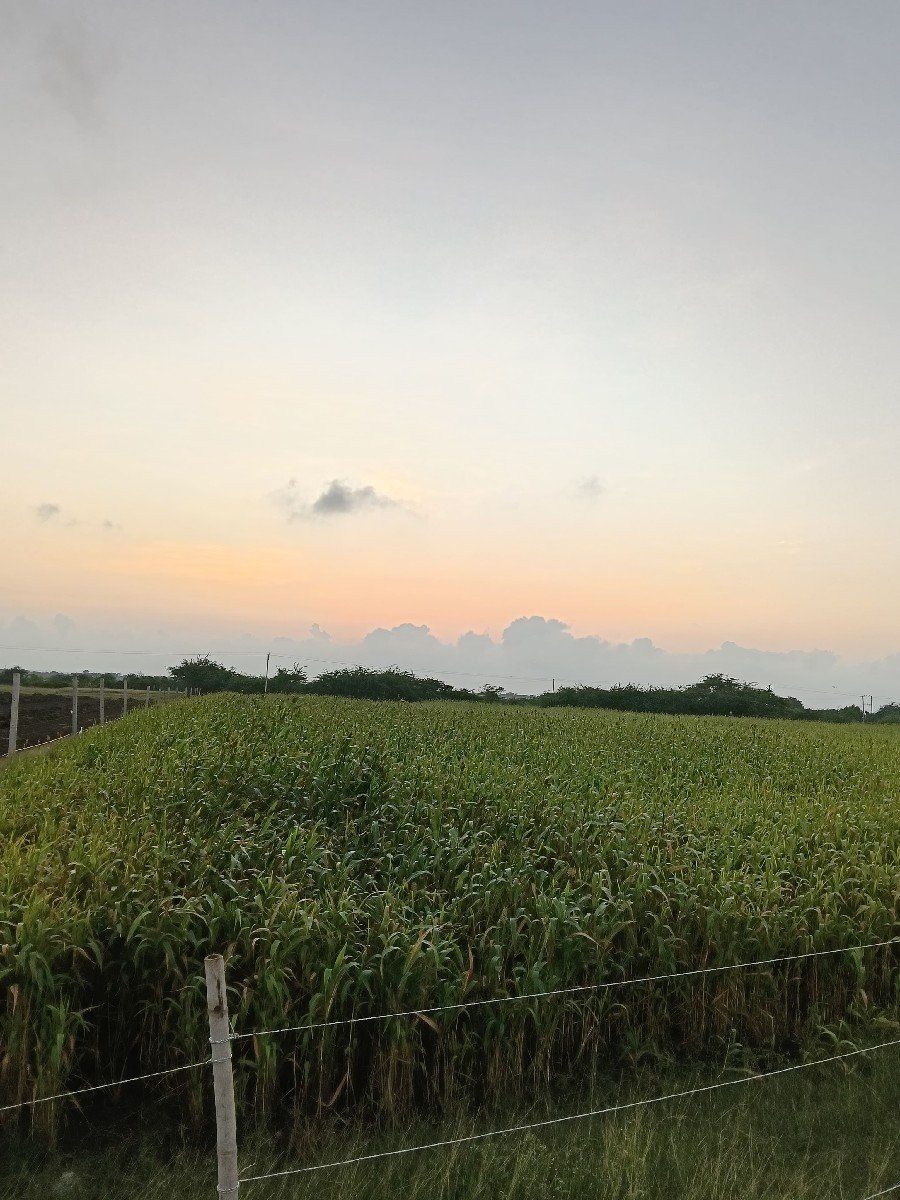 લીલી સાર વેચવાની છે