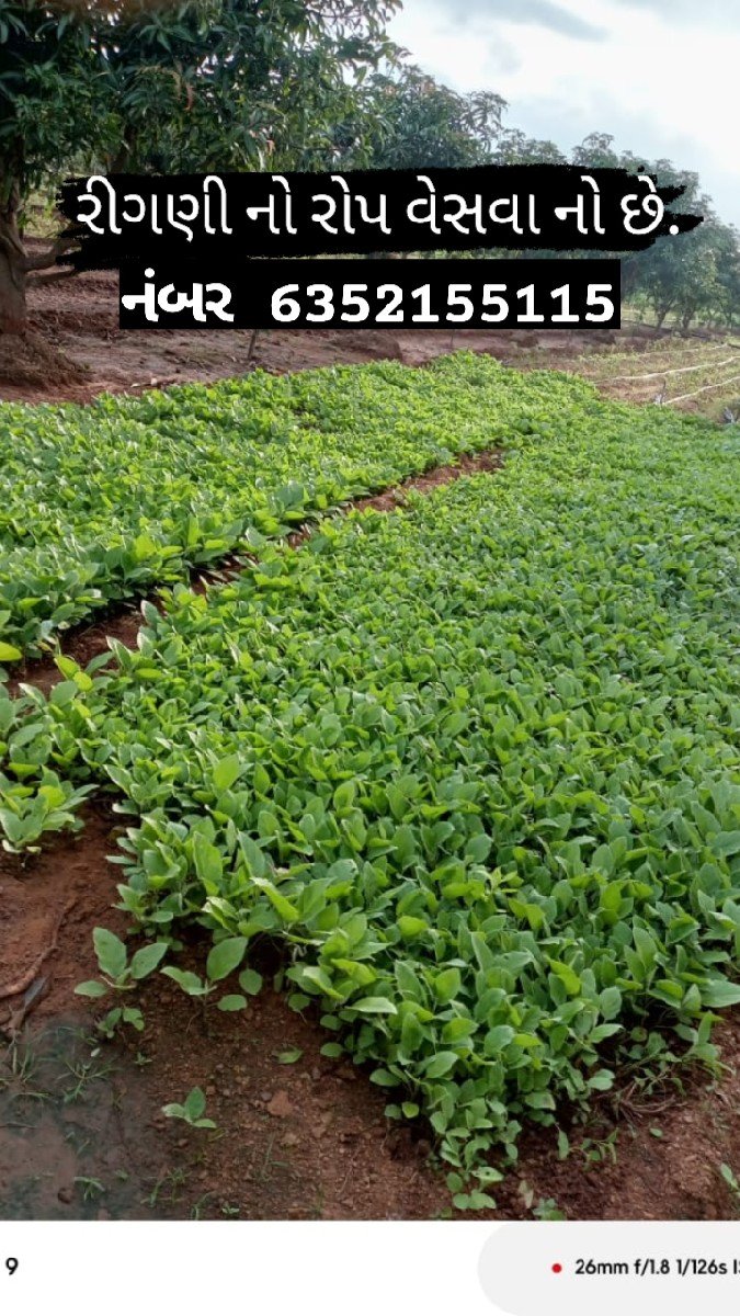 રીગણી નો રોપ