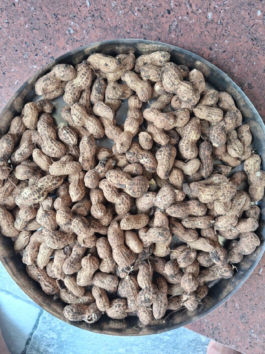 ૩૯ મગફળી બિયારણ