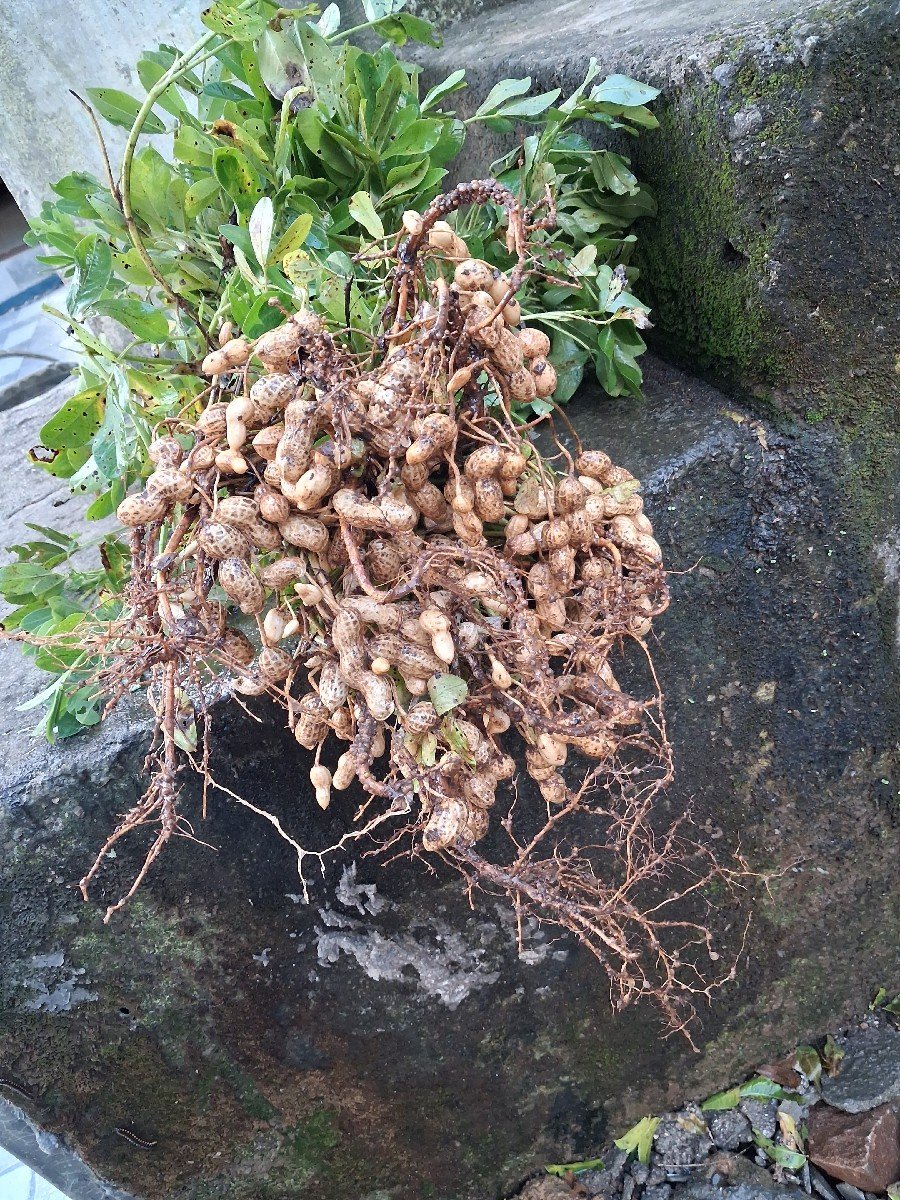 ૩૯ મગફળી બિયારણ