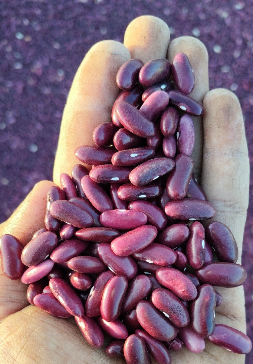 રાજમા