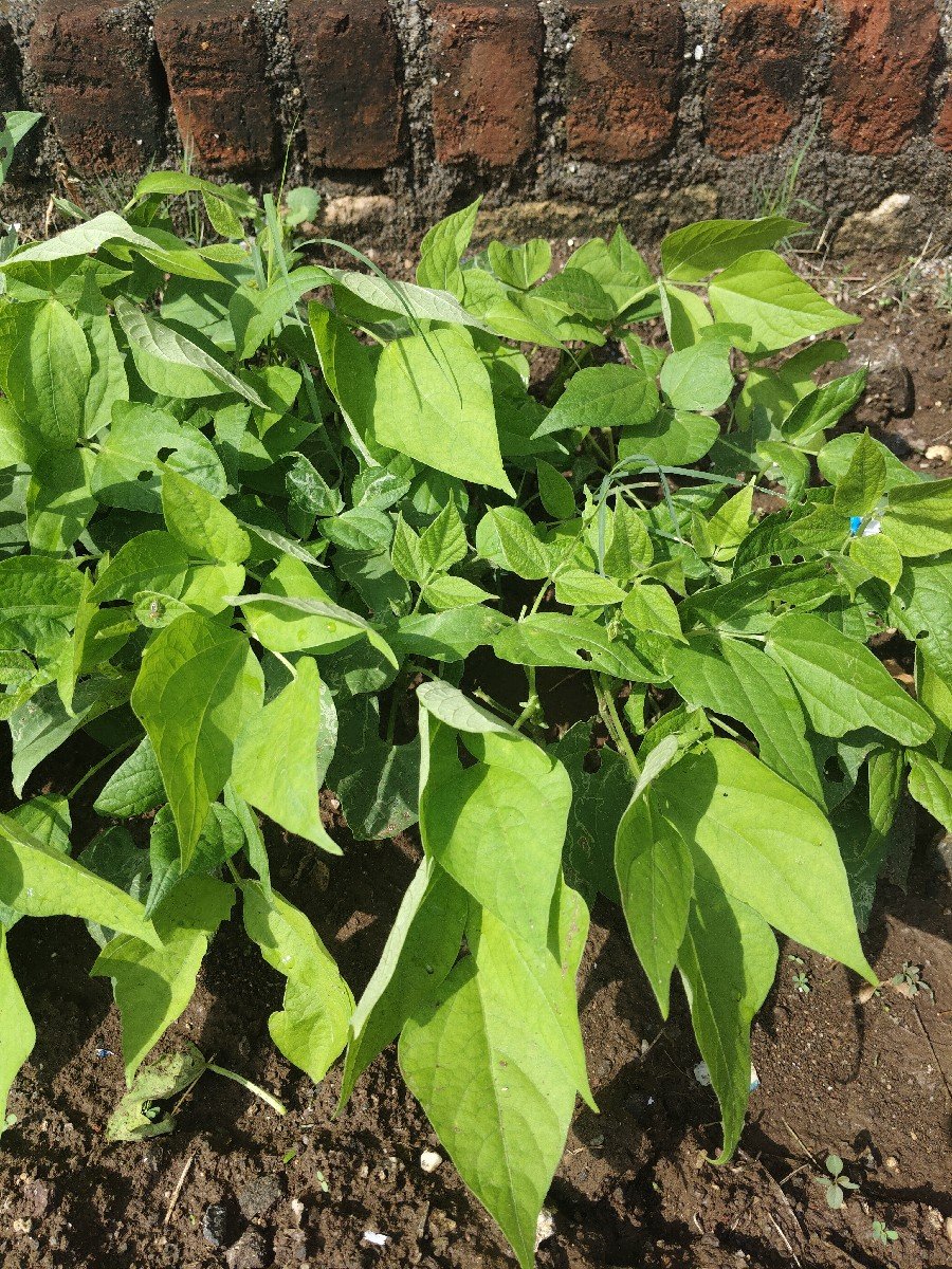 રાજમા