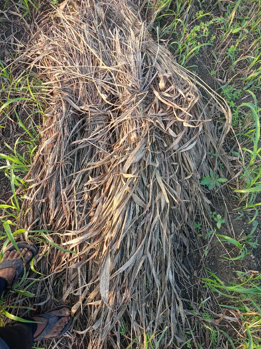 જુવાર