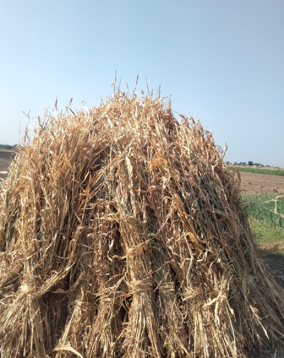 જવાર ની  નિરણ