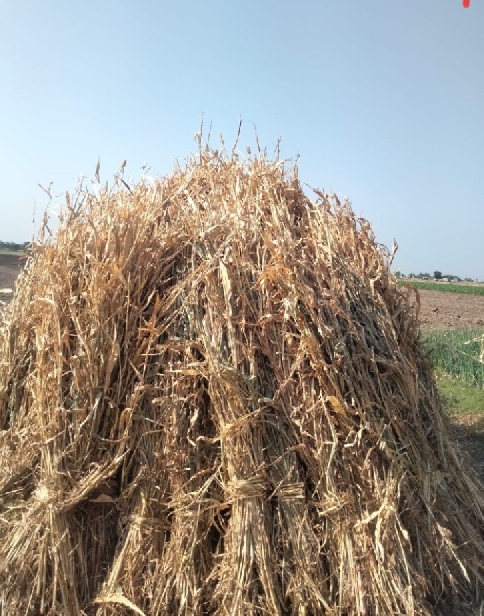 જવાર ની  નિરણ