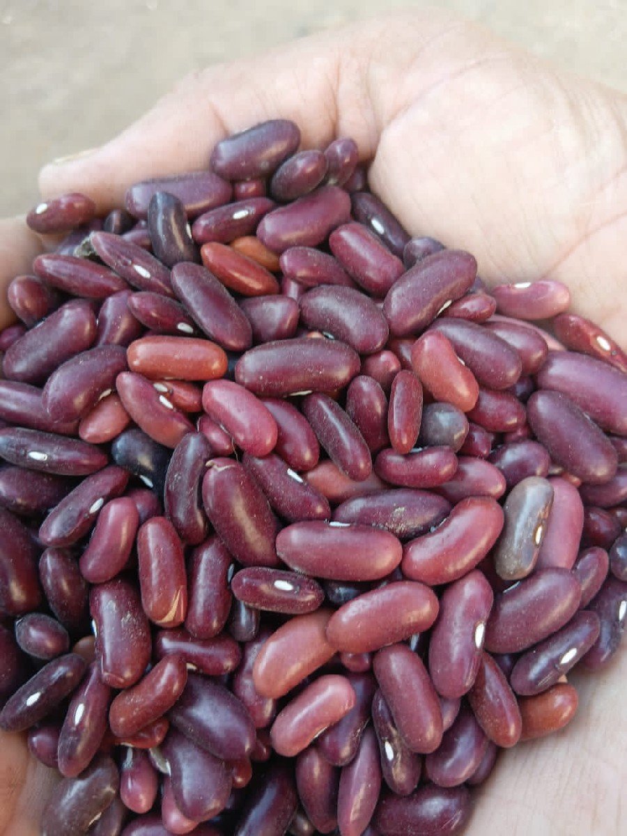 rajma