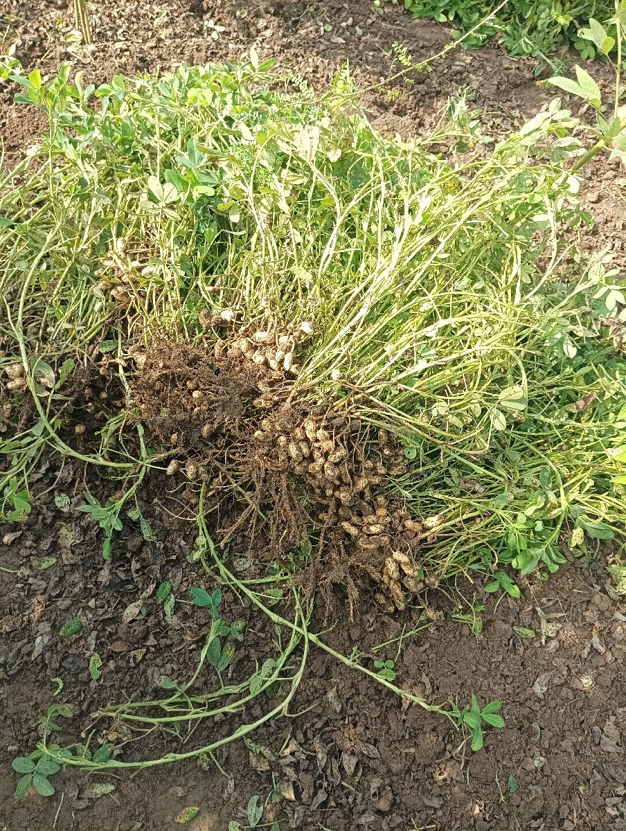 બિયારણ