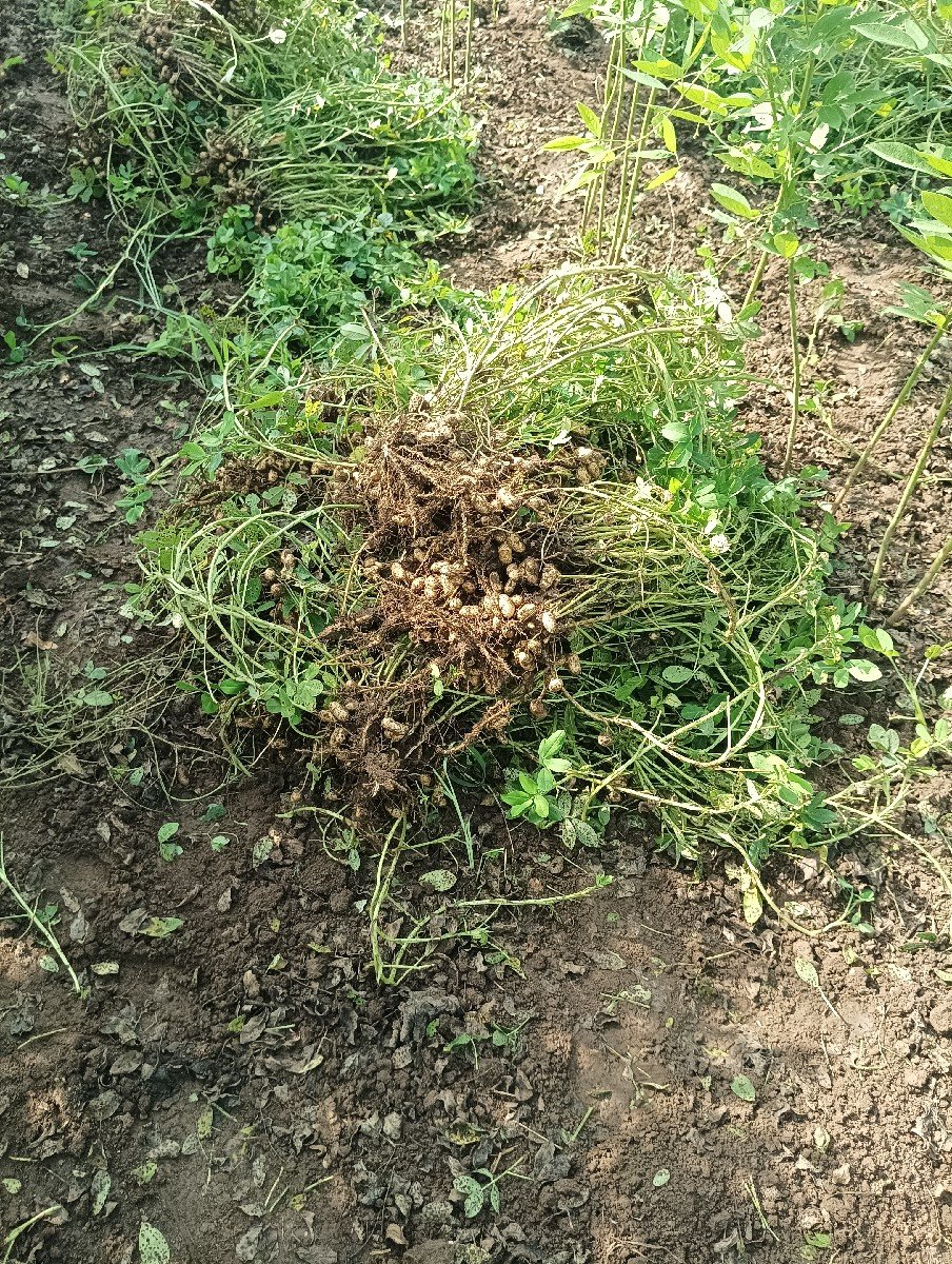 બિયારણ